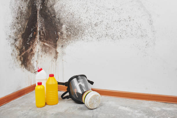 Best Commercial Mold Removal  in Vaiden, MS