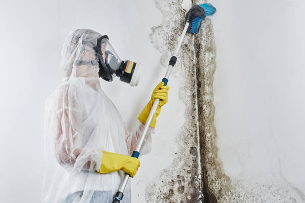 Best Same-Day Mold Removal  in Vaiden, MS