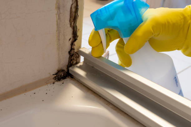 Best Professional Mold Removal  in Vaiden, MS