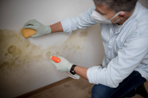 Best Mold Removal and Inspection  in Vaiden, MS