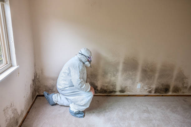 Best Home Mold Removal  in Vaiden, MS