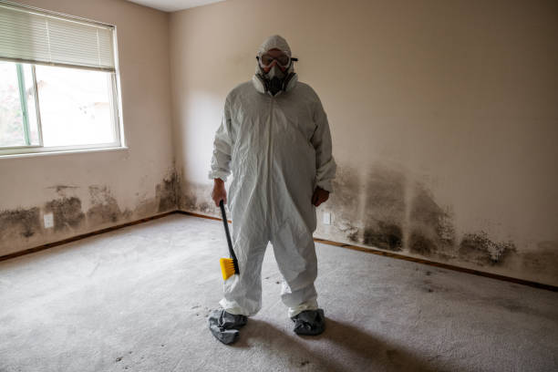 Best Toxic Mold Removal  in Vaiden, MS