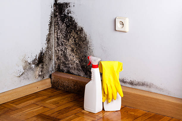 Best Best Mold Removal Companies  in Vaiden, MS