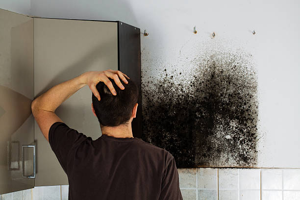 Best Mold Remediation Services  in Vaiden, MS
