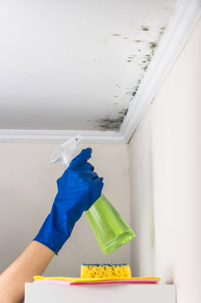 Best Mold Damage Repair  in Vaiden, MS